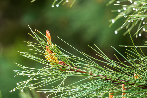 雨滴の新鮮な松のコーン松の針に水が落ちる - 写真・画像