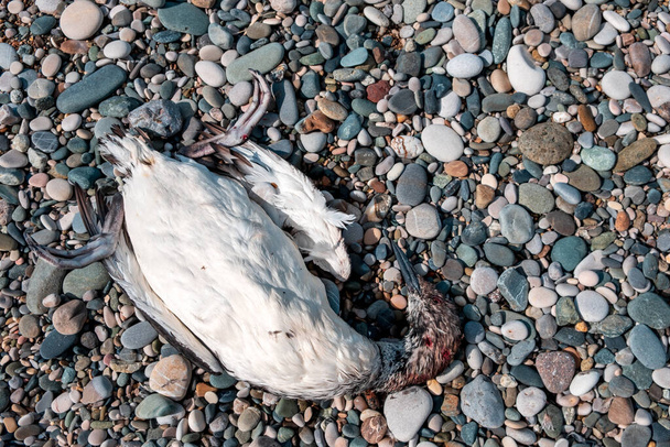 Egy madár, amit emberek öltek meg a tenger partján lévő köveken. a természet iránti tiszteletlenség, az emberek szórakozásból ölik meg a védtelen madarakat. - Fotó, kép