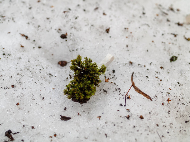 moss and cigarette butt lying on the snow, in winter - Valokuva, kuva