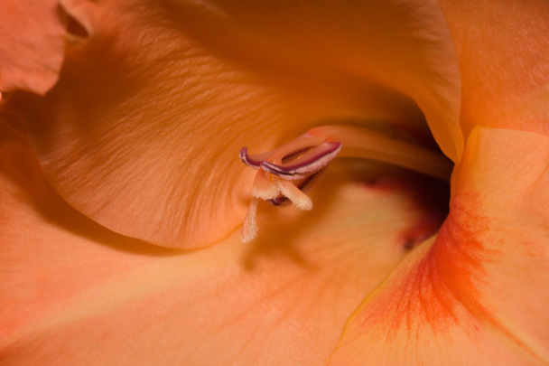 Zbliżenie lilii pomarańczowej - Zdjęcie, obraz