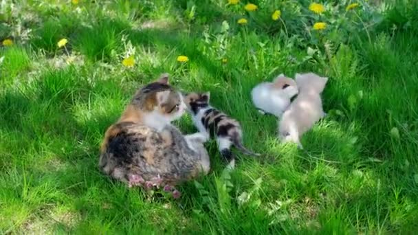 Gatinhos pequenos caminham na grama ao lado de seu gato mãe em um dia ensolarado de verão. Três gatinhos pequenos - Filmagem, Vídeo