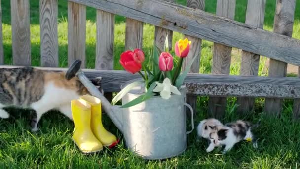 Madre gato viene a la llamada de pequeños gatitos maulladores. Una vieja regadera con flores y botas de goma se encuentra debajo de una valla de madera de larga data - Imágenes, Vídeo