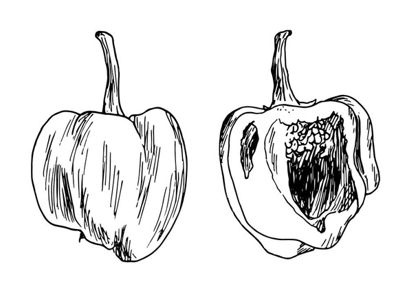 Vector a set of sketch peppers in the section. a set of whole pepper and half, hand-drawn in sketch style, isolated black outline on white for a design template. vegan vegetable pepper - Vector, afbeelding