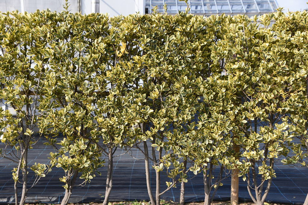 Haies, feuilles et Celaseeds à broches japonaises panachées. straceae arbre à feuilles persistantes. - Photo, image