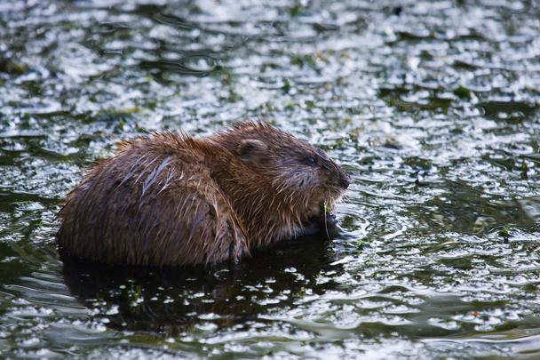 Beaver comiendo
 - Foto, Imagen