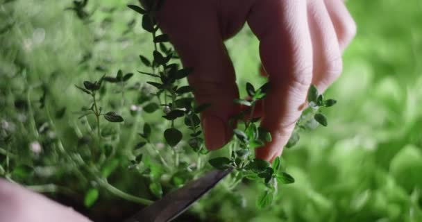 Тимьян срезают ножницами прямо с грядки, где он был выращен, вертикальное выращивание трав и зелени, семейный бизнес, 4k 60p Prores - Кадры, видео