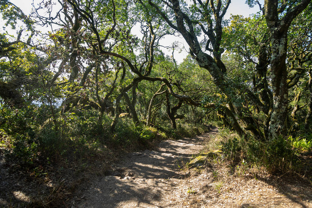 Der Weg zum Kreuz, Wanderweg durch den Relikten-Nationalwald der Serra do Bussaco in der Nähe von Lucio, Portugal - Foto, Bild