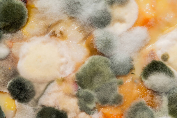 closeup fungus, dirty food, bacteri - Foto, Imagen