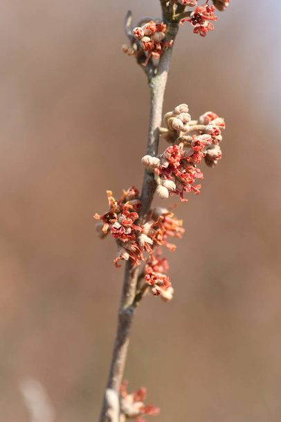 Chinese witch hazel Buds and flowers begin to bloom. Hamamelidaceae deciduous tree. - Photo, Image