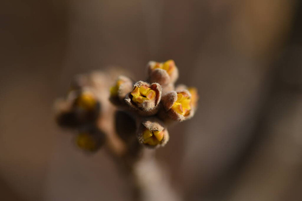 Chinese witch hazel Buds and flowers begin to bloom. Hamamelidaceae deciduous tree. - Photo, Image