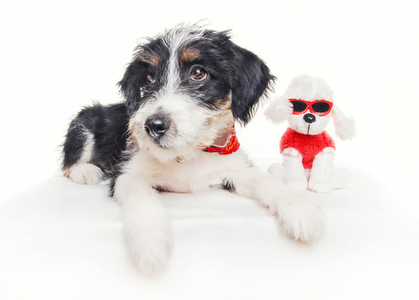 Bonito 1 mês de idade fio cabeludo jack russell mix filhote de cachorro posando com um poodle brinquedo
 - Foto, Imagem