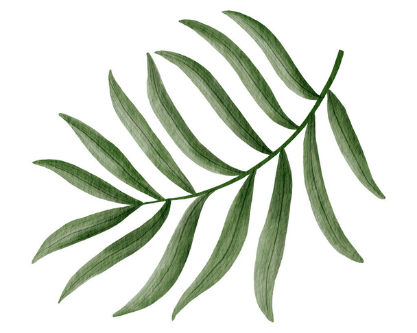 Tropical palm leaf watercolor illustration - Zdjęcie, obraz