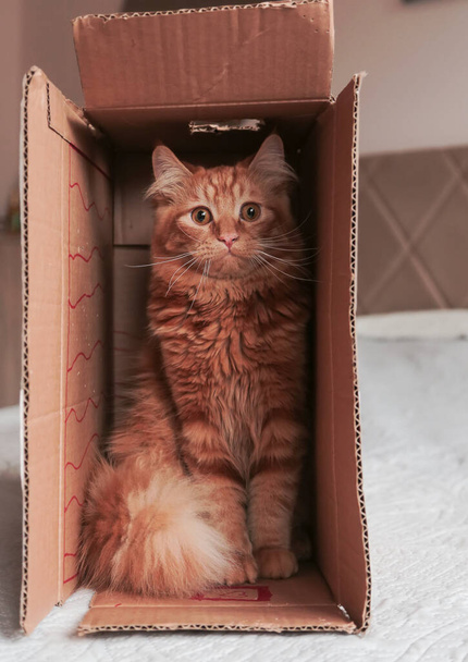 Rojo jengibre curioso lindo gato sentado divertido en una caja de cartón. Animales divertidos.  - Foto, Imagen