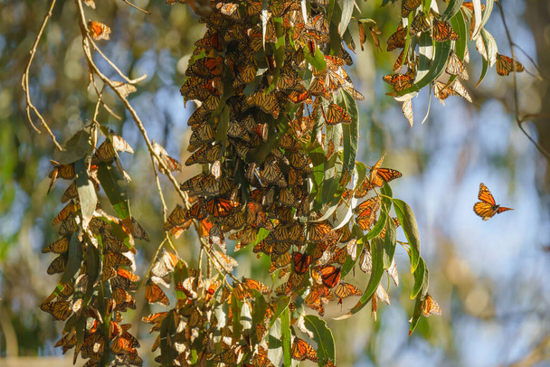 Monarch butterflies cluster in the limbs of majestic Eucalyptus trees, Pismo Beach Grove, California Central Coast - Photo, Image