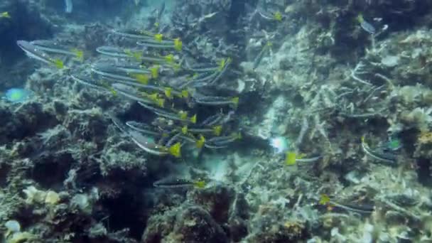 Underwater footage. Raja Ampat - Felvétel, videó