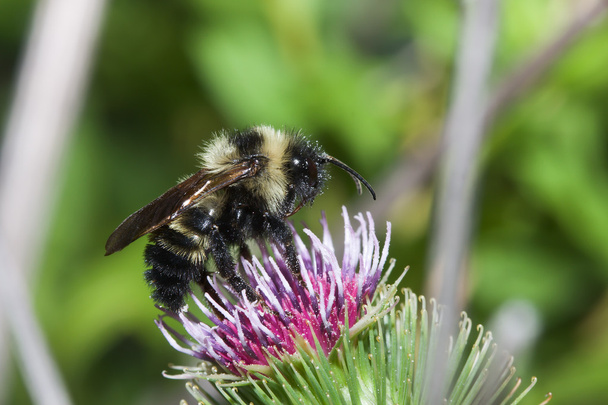 Golden Northern Bumblebee - Photo, Image