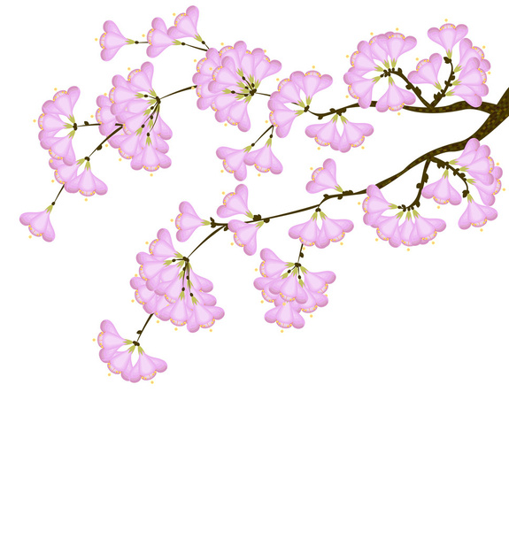Cherry blossom - Vettoriali, immagini