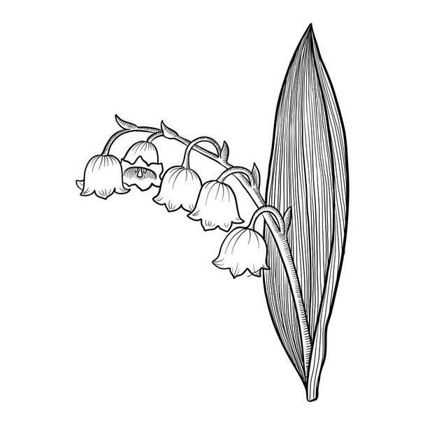 drawing flower of lily of valley - Διάνυσμα, εικόνα