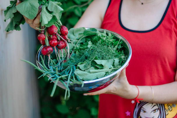 A bunch of fresh bright red radishes and a metal plate with fresh herbs in women's hands. The first fresh harvest.copy space. selective focus - 写真・画像