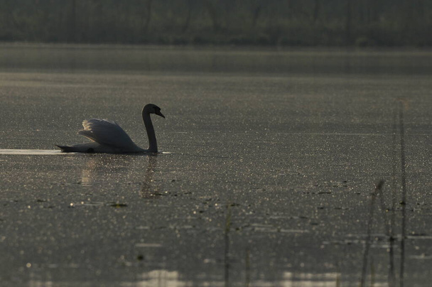 Cygne muet nageant sur le lac, rivière. Un oiseau blanc neige avec un long cou, formant un couple aimant et une famille attentionnée. - Photo, image