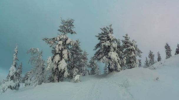 Miękkie skupienie. Ścieżka przez zimowy las nocą przez jodły owinięte w śnieg. Arktyczna surowa natura. Mistyczna bajka o zimowym mroźnym lesie. Widok panoramiczny.  - Zdjęcie, obraz