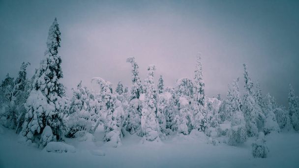 Panoramiczne zimowe północne tło z nocnymi drzewami pokrytymi śniegiem na różowym, dramatycznym niebie. Arktyczna surowa natura. Mistyczna bajka o zimowym mglistym lesie. - Zdjęcie, obraz