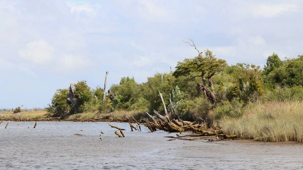 El río Chepu, Chiloé, Chile - Foto, Imagen