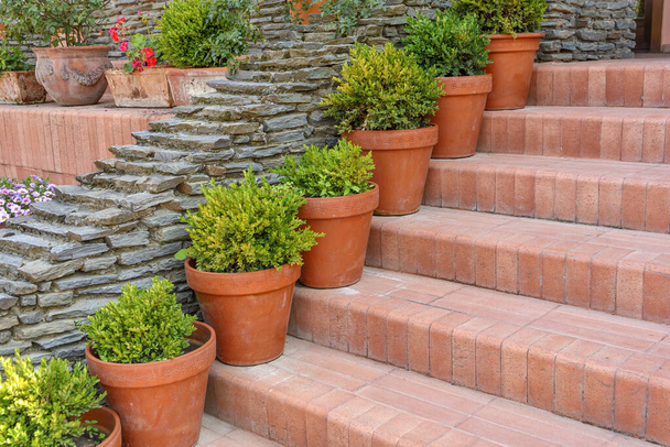 Lots of red pots with spherical trimmed decorative Buxus close up on the stairs - Fotó, kép