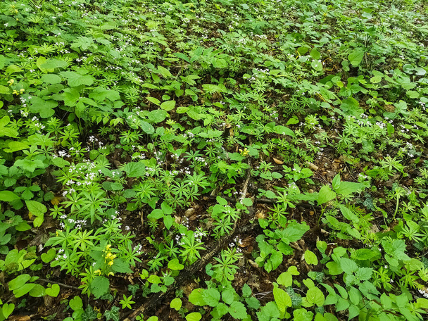 many fresh collected green master of the woods plants in the forest and spring - Photo, Image
