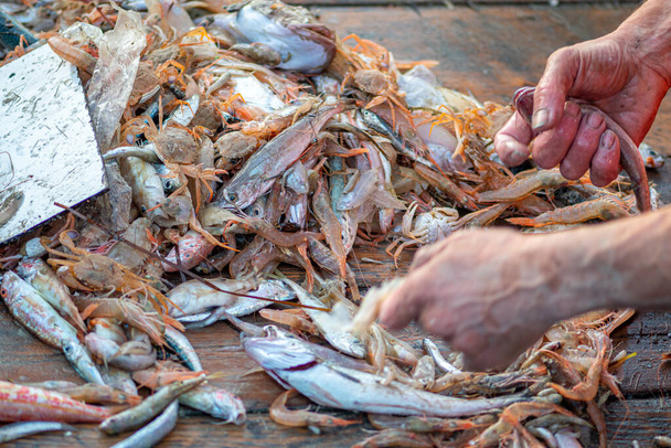 Vários peixes recém-capturados em um barco de madeira de pesca sendo selecionado por um pescador e pronto para ser vendido no mercado de peixe com pedaços de plástico ou microplástico - Foto, Imagem