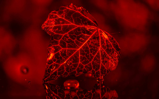 Zbliżenie tekstury liści bluszczu w odcieniach czerwieni - Zdjęcie, obraz
