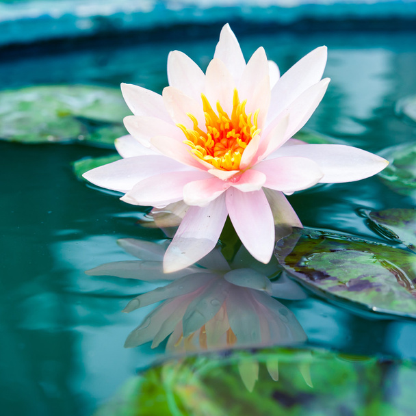 een mooie roze waterlily of lotus bloem in vijver - Foto, afbeelding
