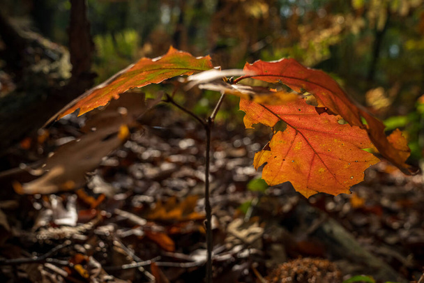 lehdet metsässä valaistu hieman auringonvaloa - Valokuva, kuva