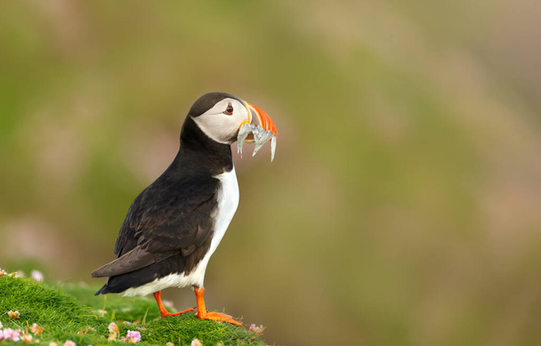Close up of Atlantic puffin with sand eels standing on grass in summer, UK. - Photo, Image