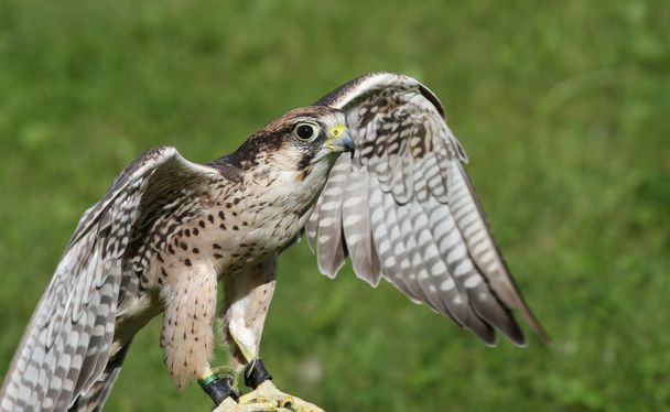 Peregrine Falcon with outstretched wings to fly - Photo, Image