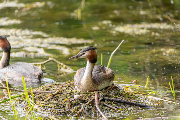 Great crested grebe, Podiceps Cristatus swimming in a freshwater pond, and on the nest in the UK. - Photo, Image