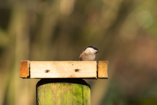 Willow Tit, Poecile montanus against a natural woodland background during winter in the UK. - Photo, Image