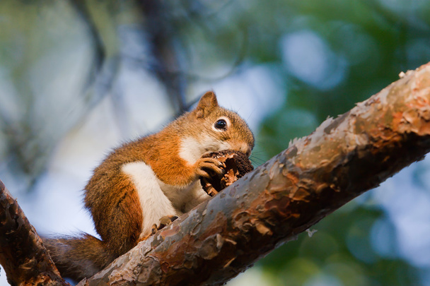Écureuil mangeant une noix - Photo, image