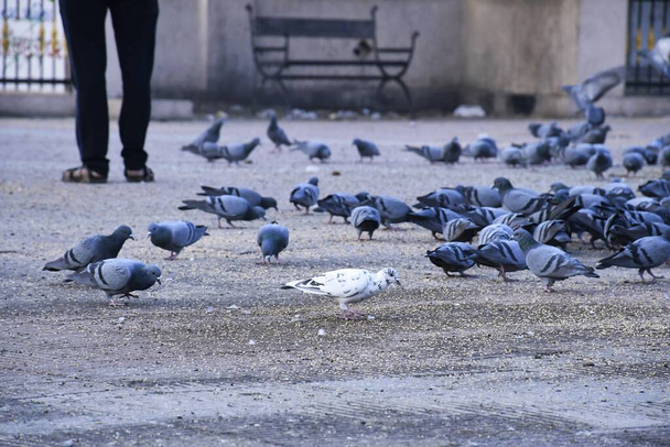 Domestic pigeons, feral pigeon, Birds flying in the sky - Φωτογραφία, εικόνα