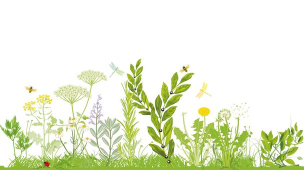 Rostliny a byliny - vektorová ilustrace - Vektor, obrázek