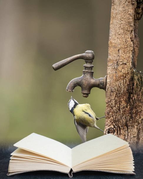 Digital composite image of Beautiful image of Blue Tit bird Cyanistes Caeruleus on wooden post with rusty water tap in pages of imaginary open reading book - Photo, Image