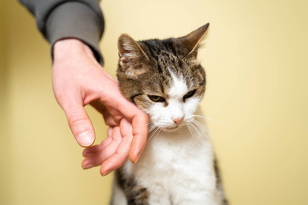 Close-up hand of a volunteer stroking a cute stray cat. The concept of charity and helping animals. Cute happy cat character hug his owner. Pet happy to play with random visitor at the animal shelter. - Fotografie, Obrázek