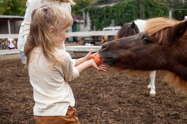 pieni tyttö ruokinta poni hevonen omena ratsastuskerho - Valokuva, kuva