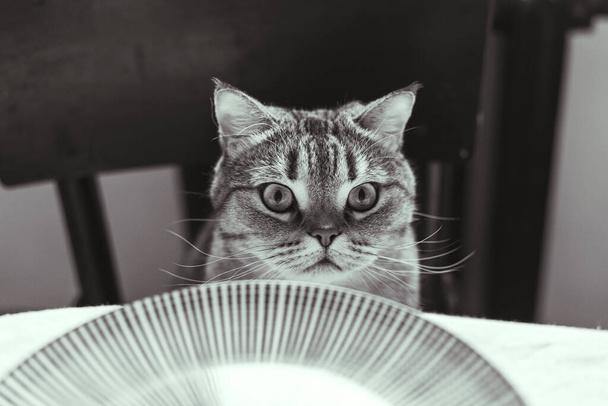 The cat sits on a chair near the dining table - Foto, Imagen
