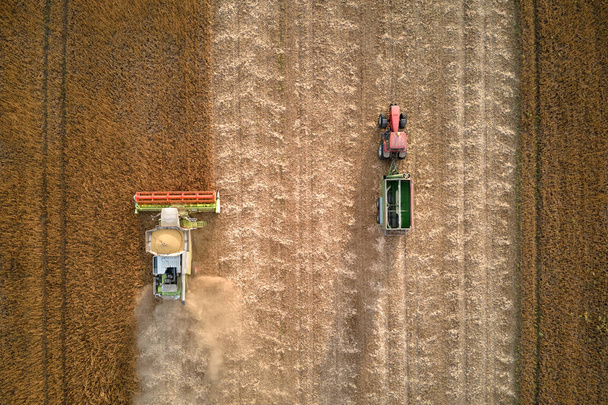 広大な熟した小麦畑で収穫期中に働く収穫機と貨物トレーラーを組み合わせた空中ビュー。生の穀物コンセプトの農業と輸送 - 写真・画像