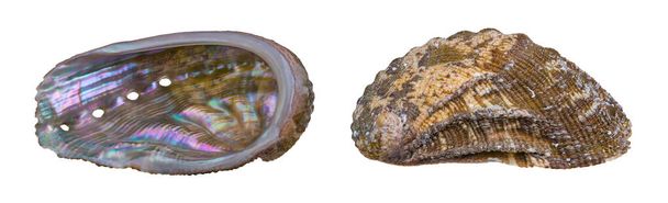 Nahaufnahme von beiden Seiten abalone shell isoliert auf weißem Hintergrund. Haliotis. Zwei Ansichten der Meeresschnecke Muschel. Innen mit Perle und außen mit brauner kalkhaltiger Oberfläche des Seeohrs. - Foto, Bild