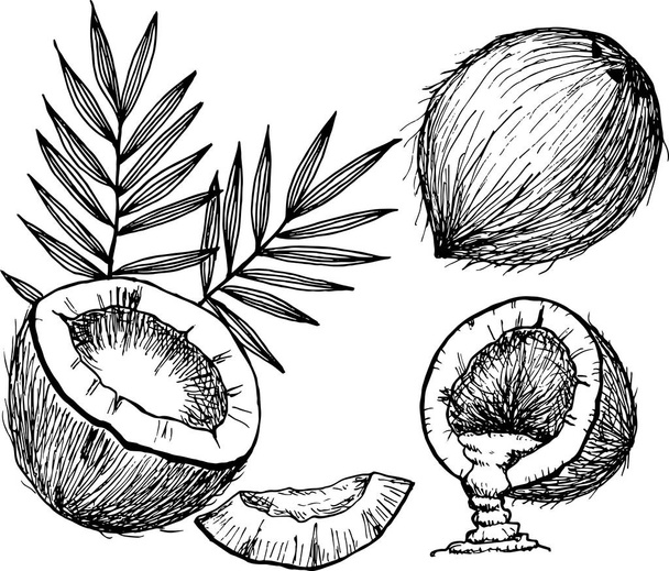 Coconut set of hand drown doodle - Vector, Image
