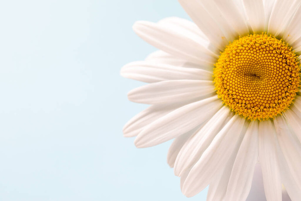 White daisy chamomile flower. Creative lifestyle, summer, spring concept. Copy space, flat lay, top view - Foto, immagini