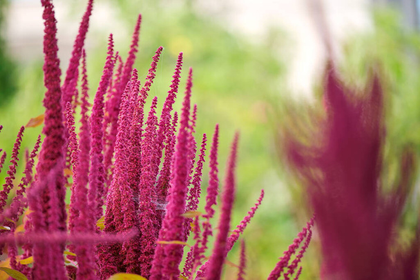 Индийское красное амарантное растение, растущее в летнем саду. Листовые овощи, крупы и декоративные растения, источник белков и аминокислот - Фото, изображение