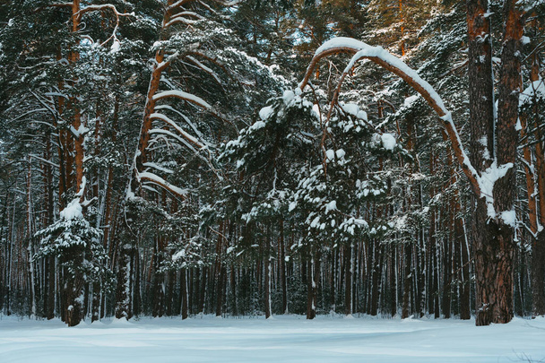 Vue sur la forêt de branches d'épinette dans la neige une merveilleuse journée en dehors de la ville - Photo, image